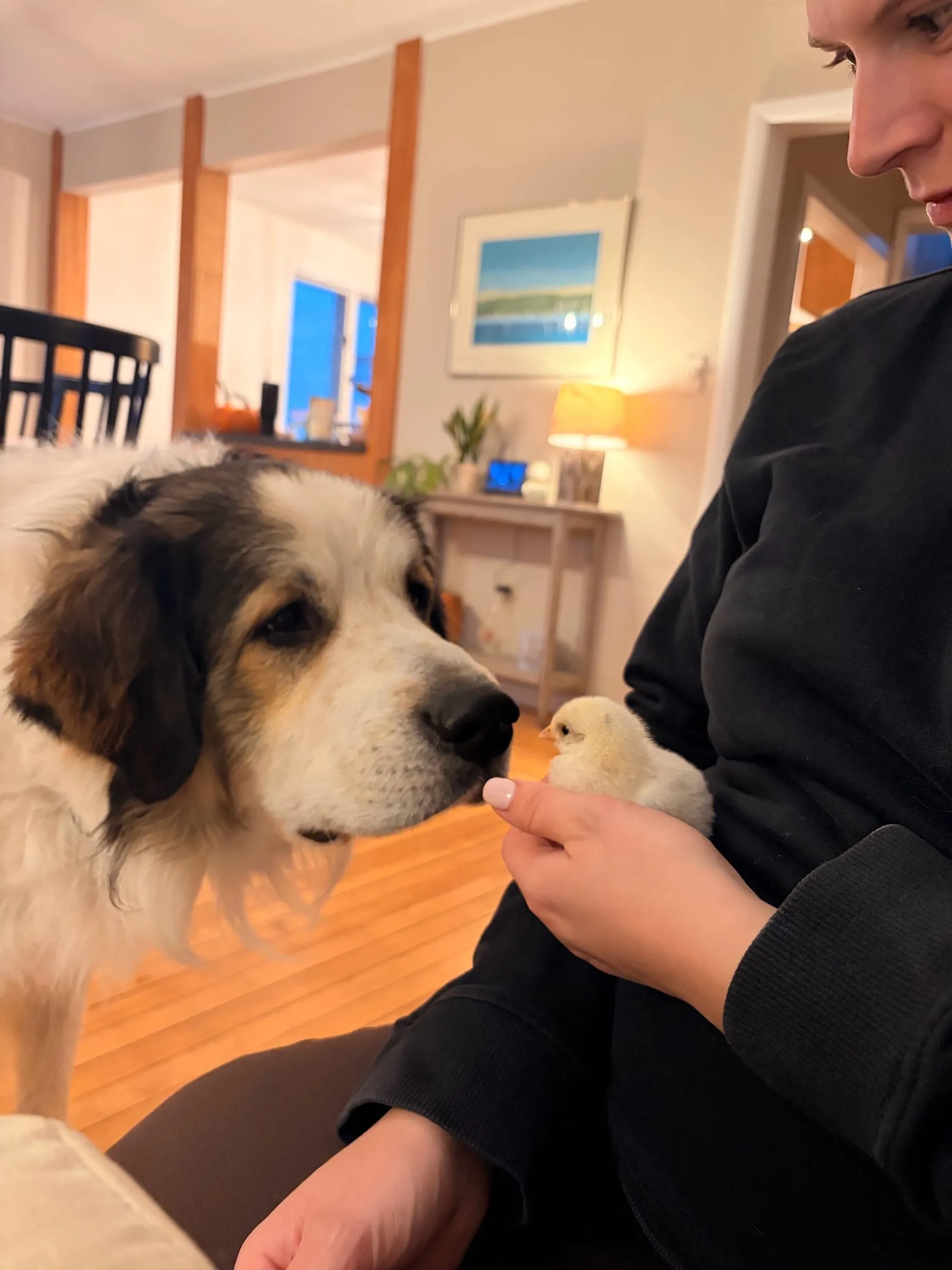 Aspen cautiously meeting one of the newest members of the flock.