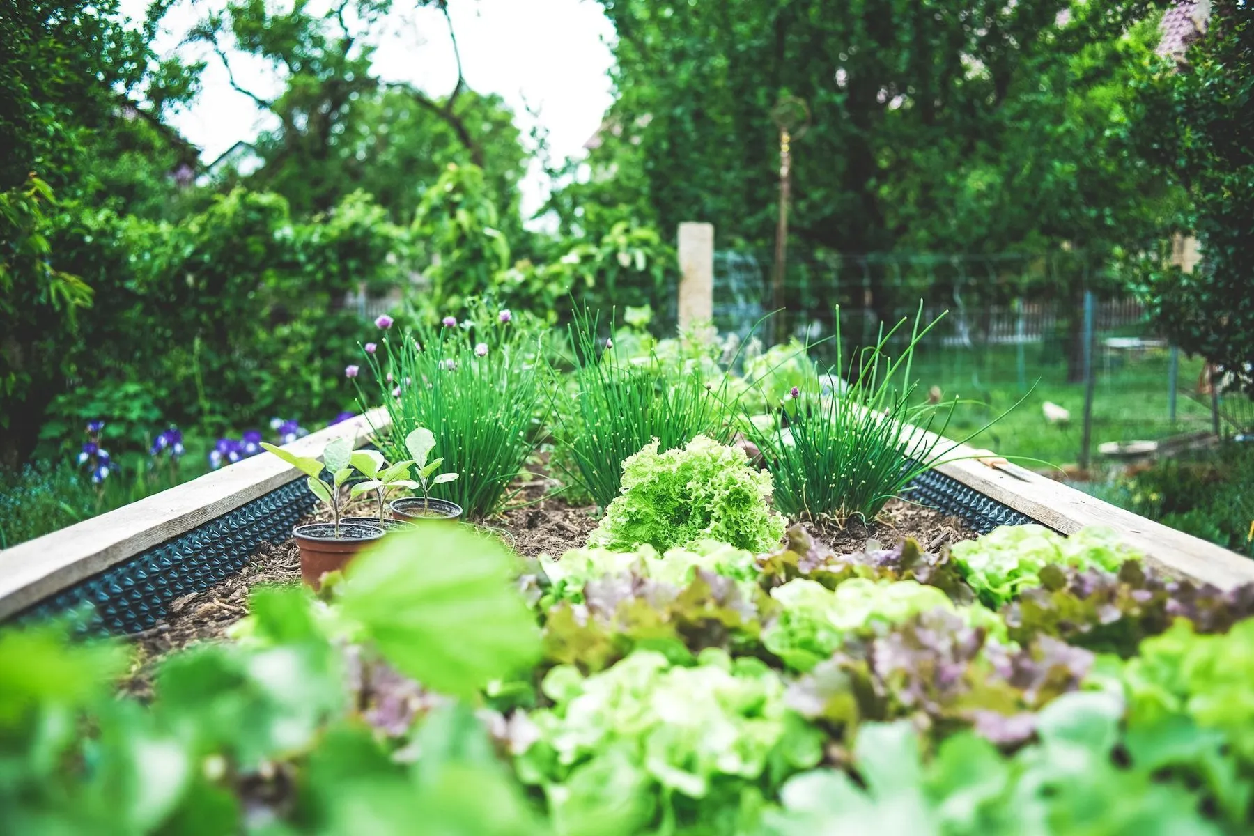 Raised beds in the garden