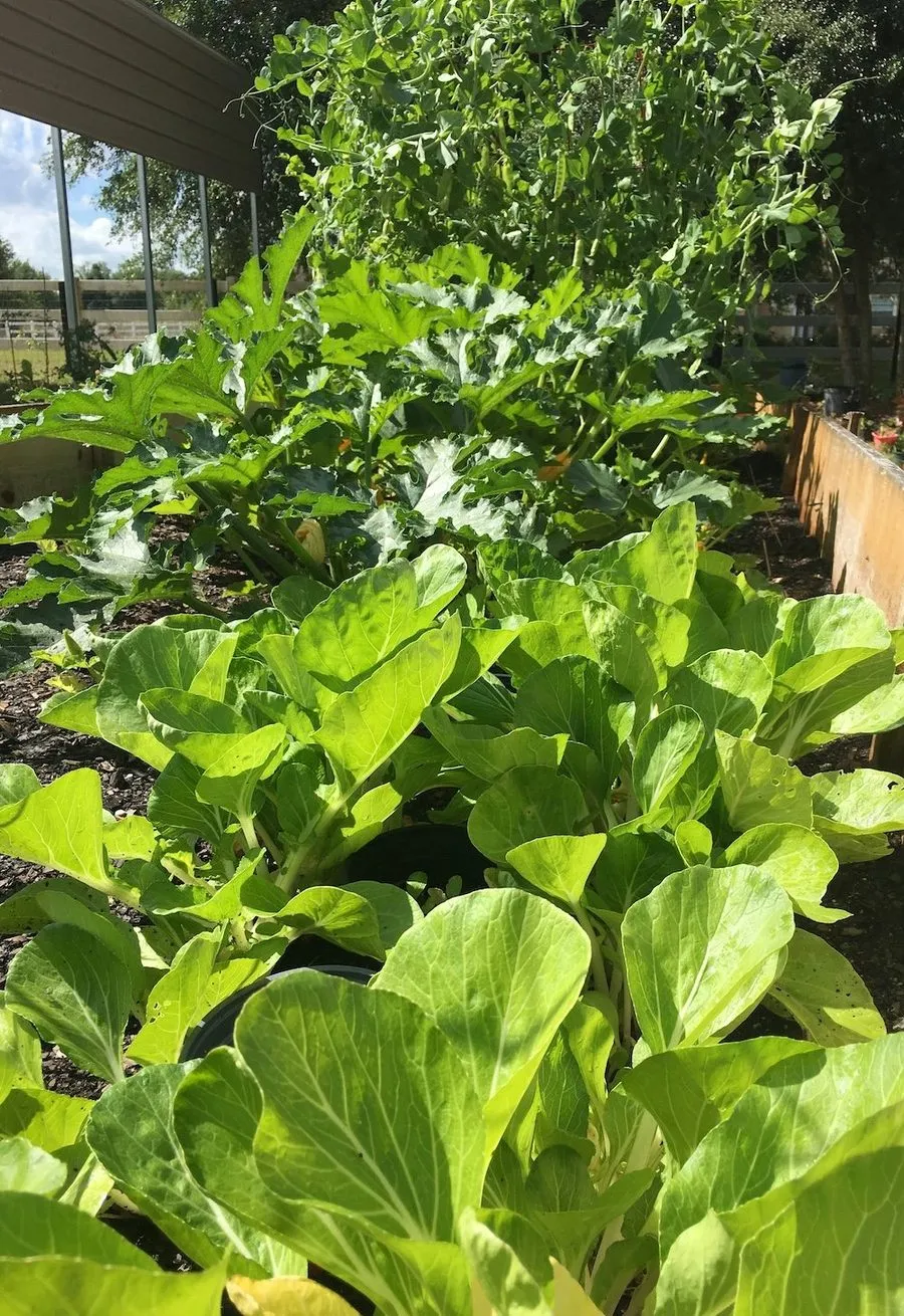Garden beds