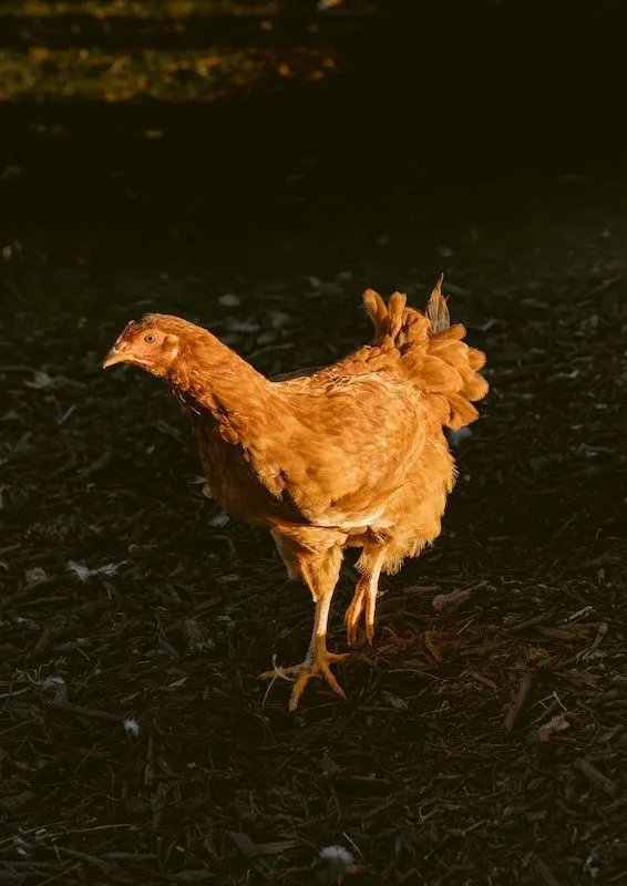 A hen at dusk