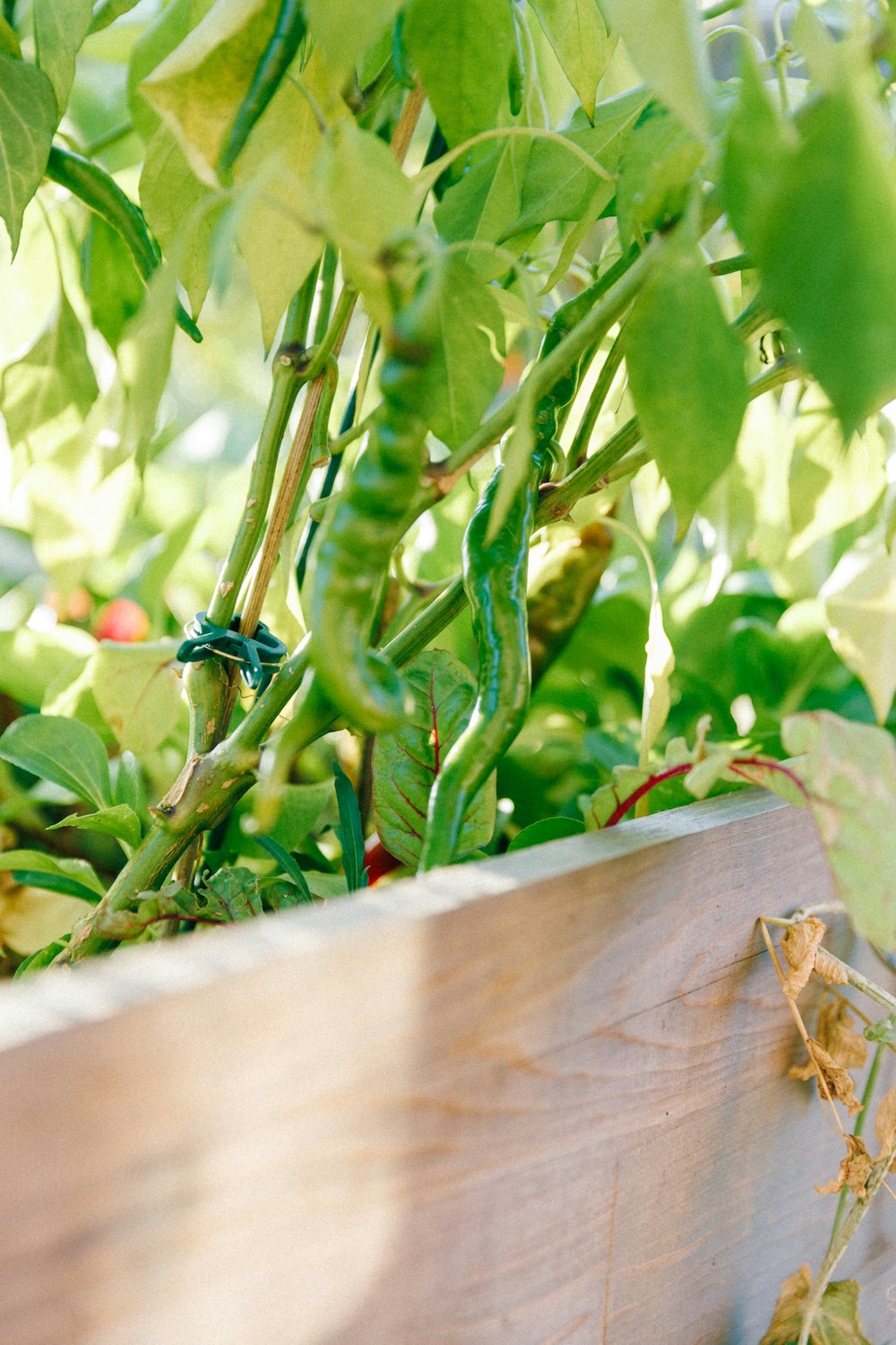 olena-cXg4zvhmOyc-unsplash