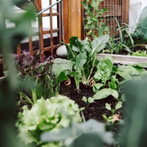 Modern Cedar Planter Boxes